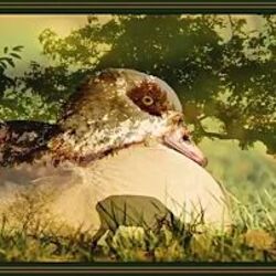 Heaven Passing Through Intro by Turnpike Troubadours