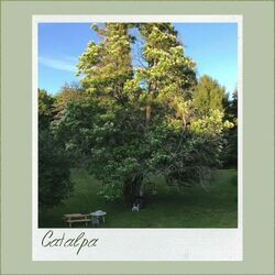 Catalpa Chords by Upstate