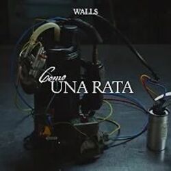 Como Una Rata Chords by The Walls