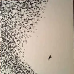 Leave Me Like You Found Me Bass Tab by Wilco