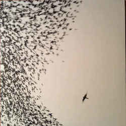 Leave Me Like You Found Me Bass tabs by Wilco