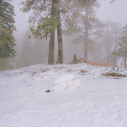 Wisp chords for Mimi