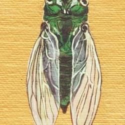 Cicada by Zach Bryan