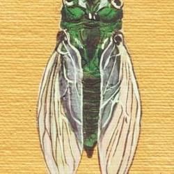 Cicada Chords by Zach Bryan